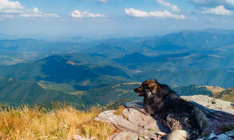 Migliori hotel di montagna per cani: ecco quali sono i 4 scelti da voi