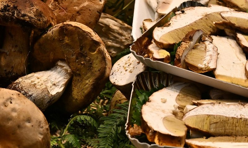 Montagna e funghi: dove andare a godersi questa doppia passione